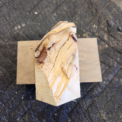 Casting Yellow cedar burl