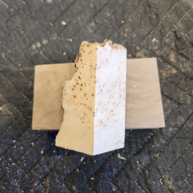 Casting Yellow cedar burl