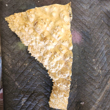 Box elder Burl cap