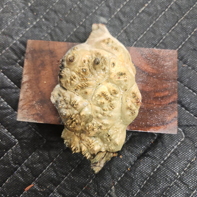 Casting box elder burl