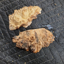 Casting Elm burl