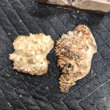 Casting Elm burl