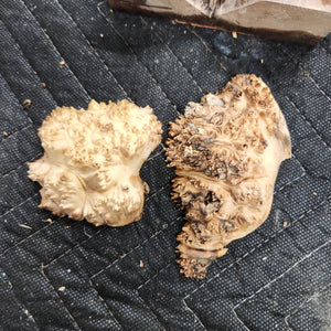 Casting Elm burl