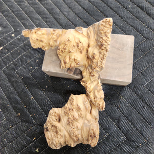 Casting Elm burl