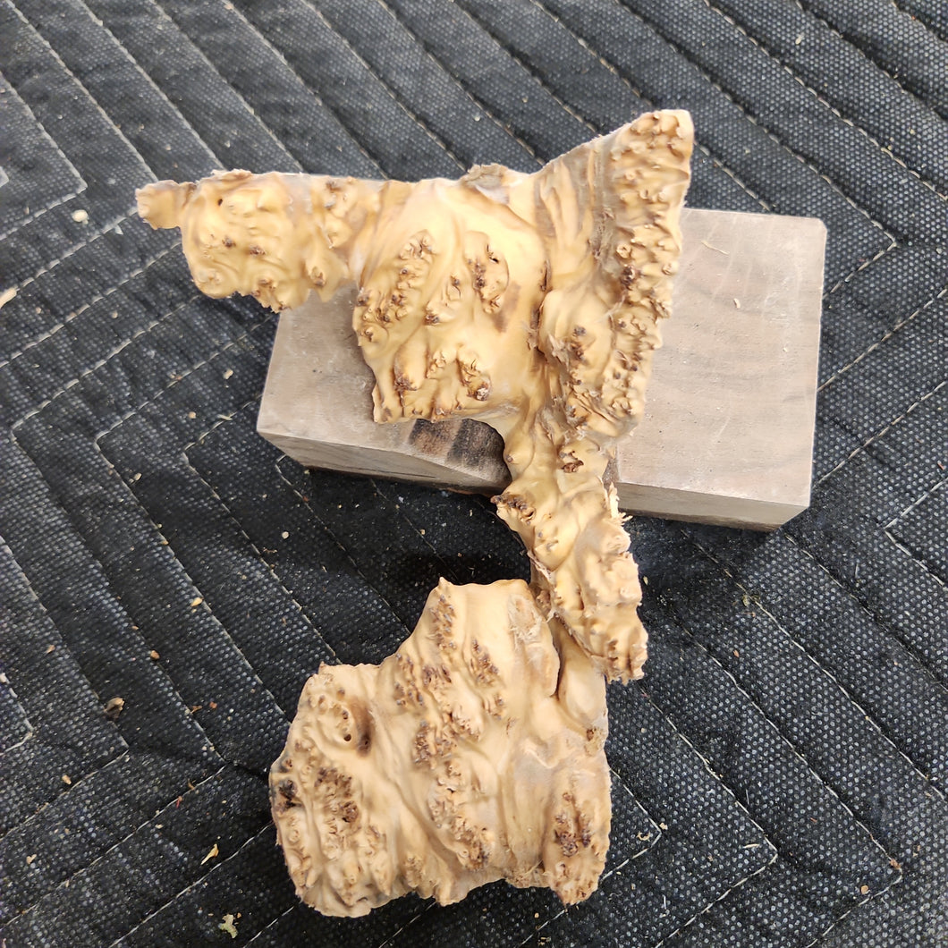 Casting Elm burl