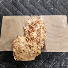 Casting yellow cedar burl