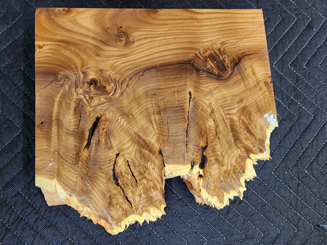 Russian olive burl slab