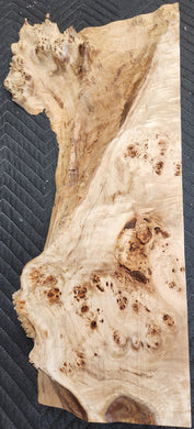 Poplar burl slab