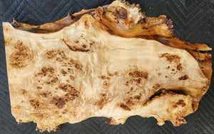 Poplar burl slab