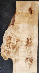 Poplar burl slab