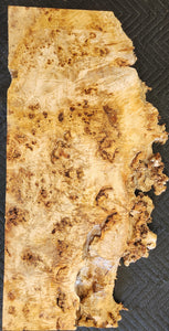 Poplar burl slab