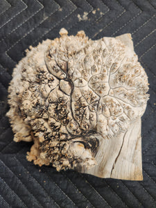 Box elder Burl cap