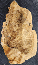 Burl Cap Box Elder