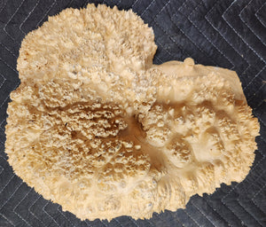Burl Cap Box Elder