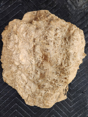 Burl Cap Box Elder