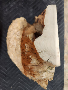 Burl Cap Box Elder