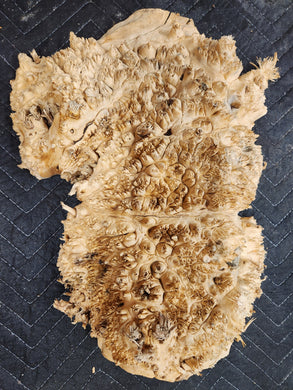 Burl Cap Box Elder