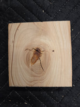 Himalayan Cedar Turkey Pot