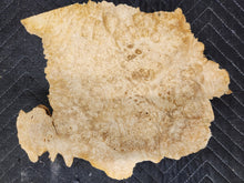 Box Elder Burl Cap