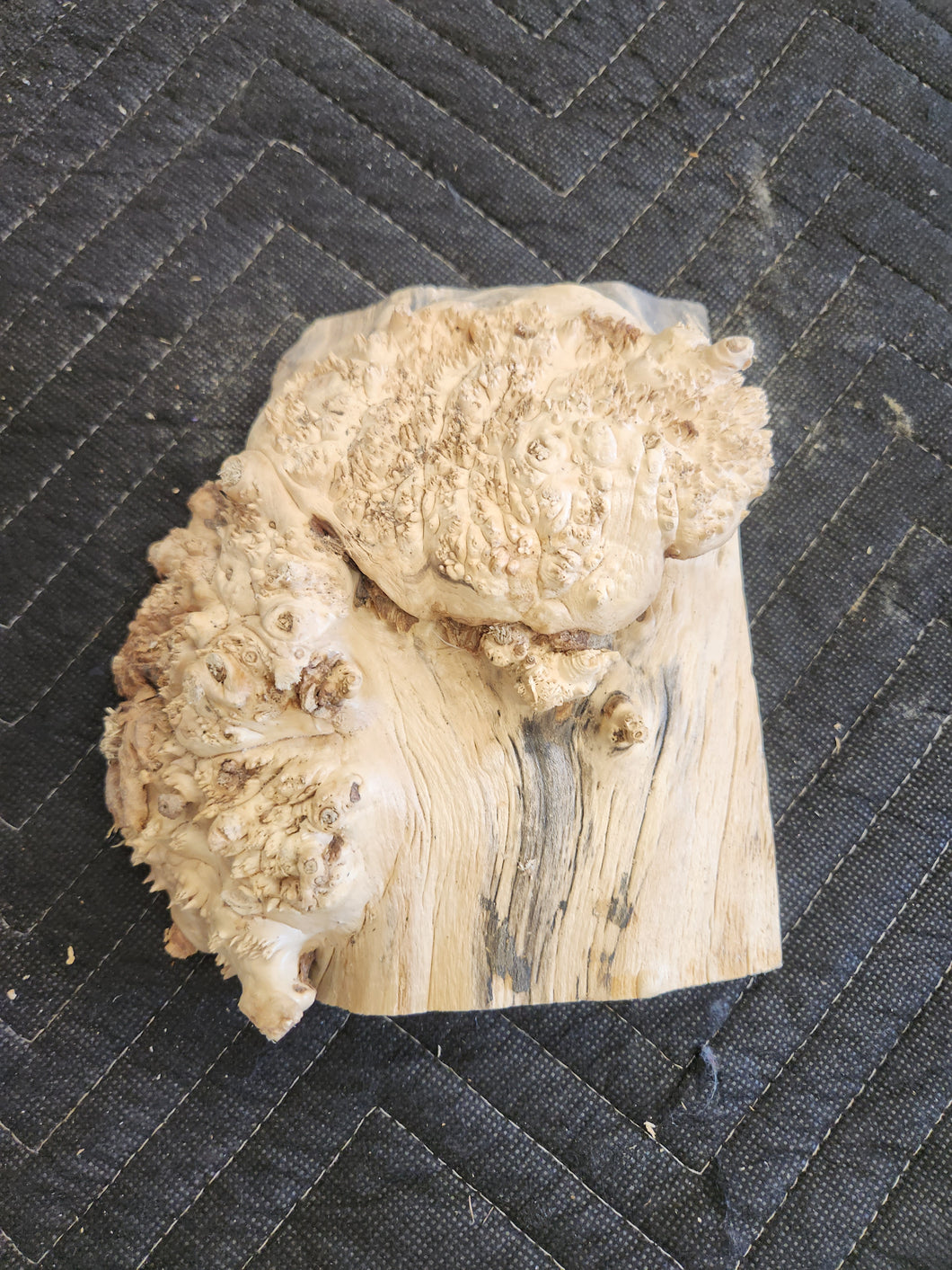 Box elder burl cap