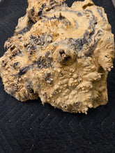 Box Elder Burl Cap