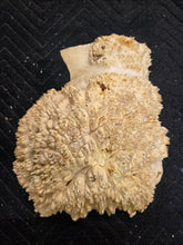 Box Elder Burl Cap