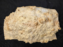Box Elder Burl Cap