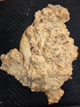 Box Elder Burl Cap
