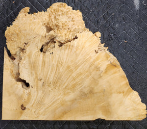 Box Elder Burl Slab
