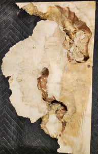 Box Elder Burl Slab