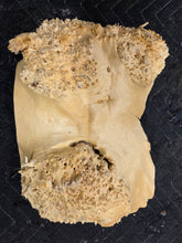 Box Elder Burl cap