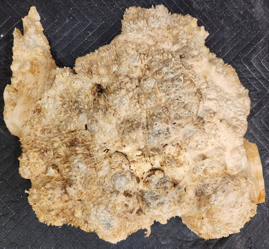 Box Elder Burl Cap