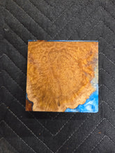 Brown Mallee Turkey Pot Hybrid