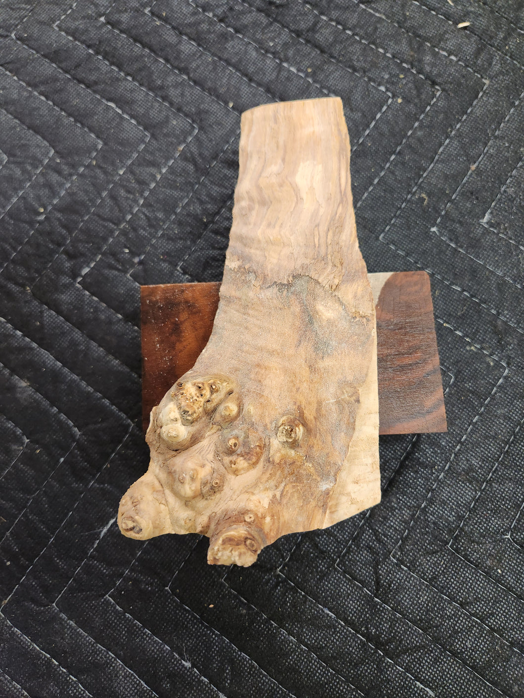 Casting Horse Chestnut