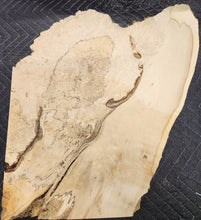 Box Elder Slab