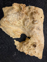 Box Elder Burl cap