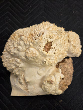 Box Elder Burl Cap