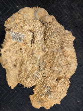 Box Elder Burl cap