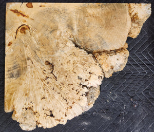 Box Elder Burl Slab