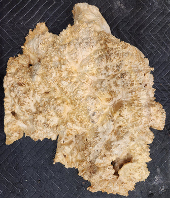 Box Elder Burl Cap