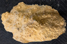 Box Elder Burl Cap