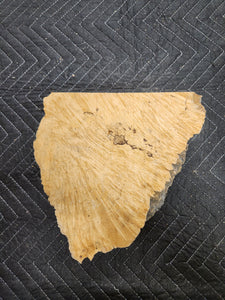 Box Elder Slab