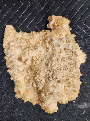 Box Elder Burl Cap