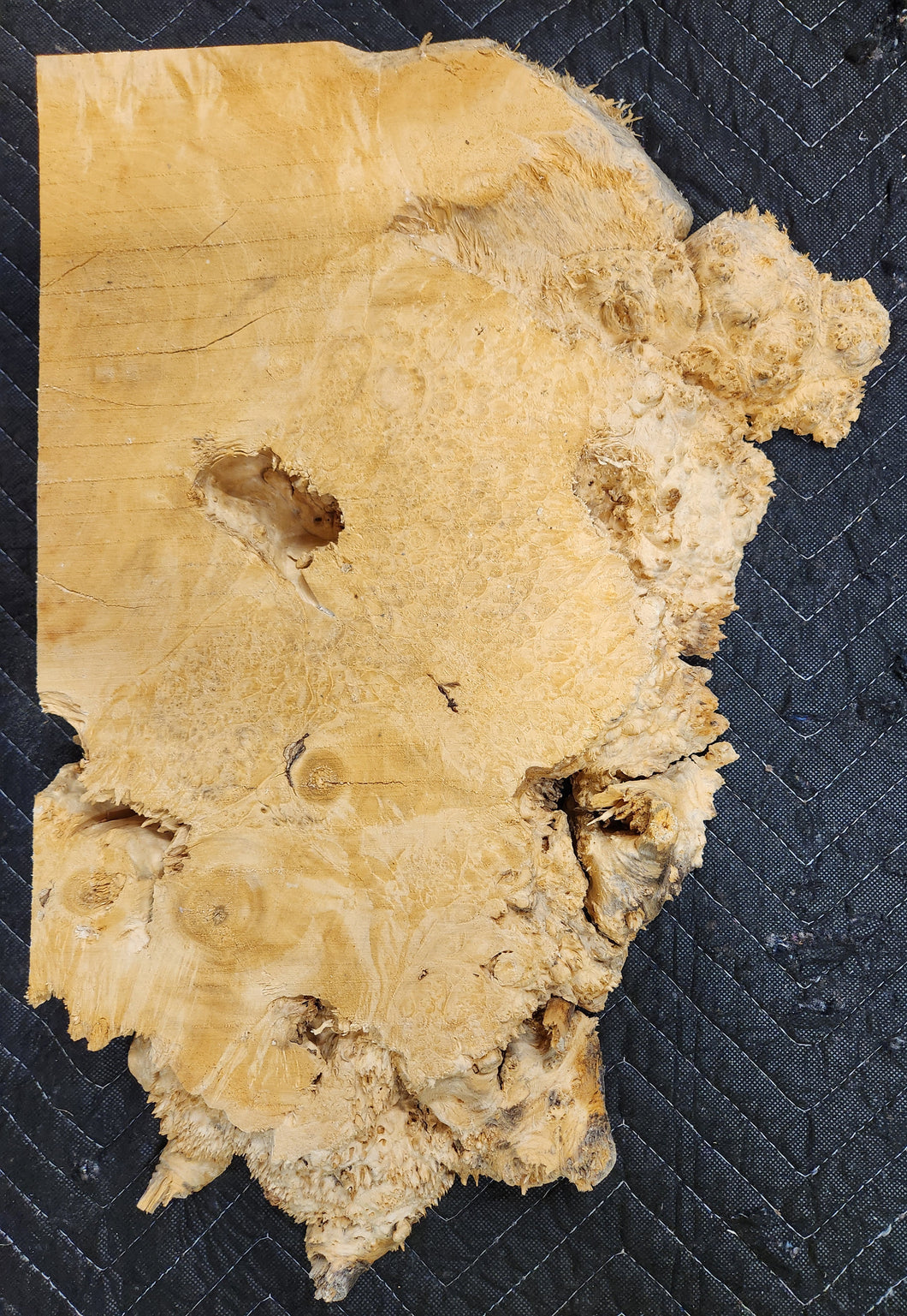 Box Elder Burl Slab