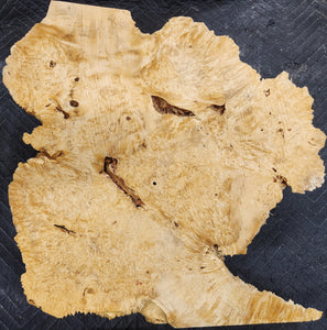 Box Elder Burl Cap
