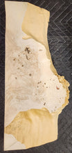 Box Elder Burl Slab