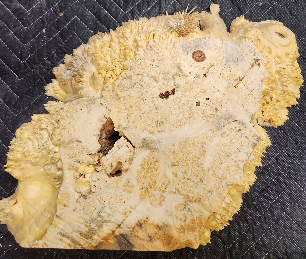 Box Elder Burl Slab