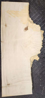 Box Elder Burl Slab