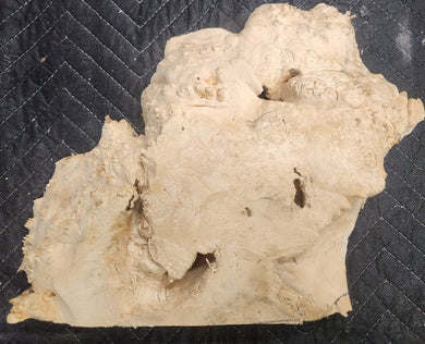 Box Elder Burl Slab