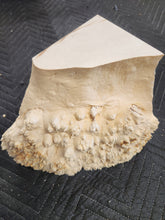 Box elder burl cap